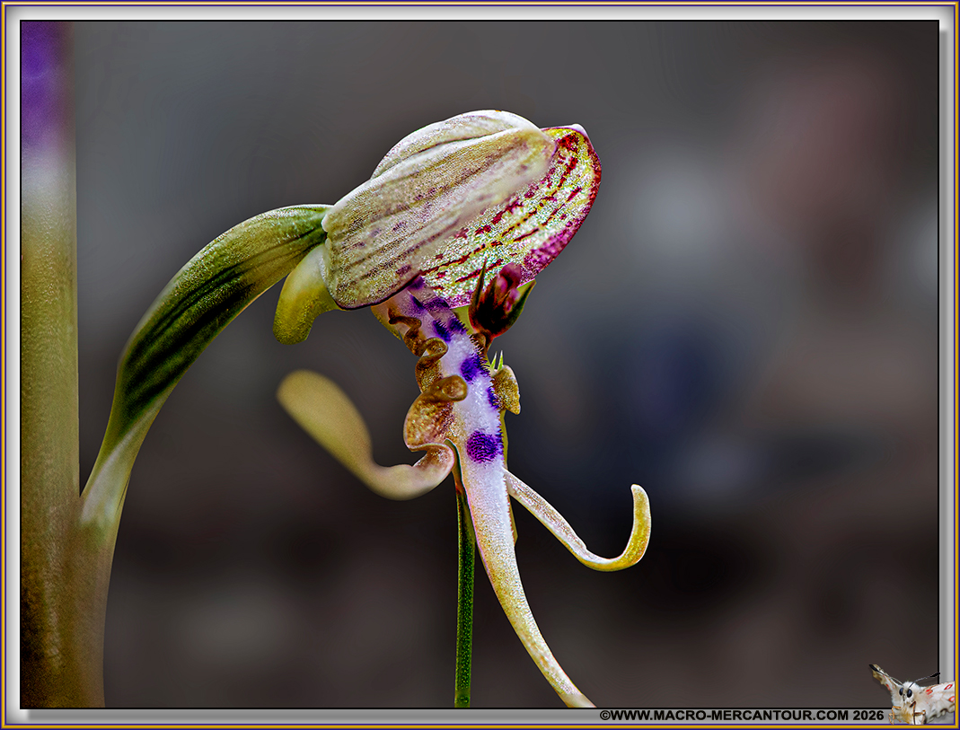 Orchis Bouc